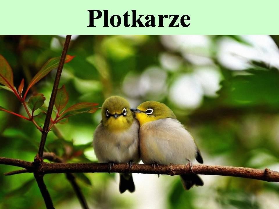 livebirdspoland_26bcbe84a1a7541c92449a872c40eaec.jpg