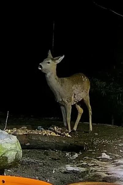 livebirdspoland_a8ec8f864f123af6270aaae44760206f.jpg
