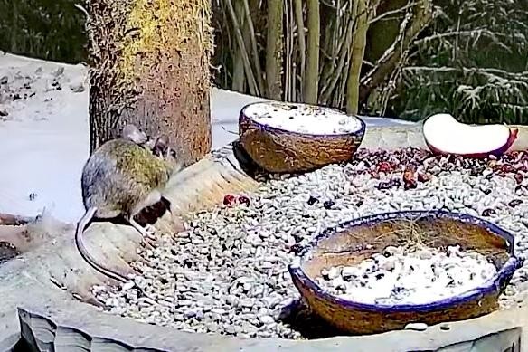 livebirdspoland_31e1e65469a56d5c40ba9e1453da5ada.jpg
