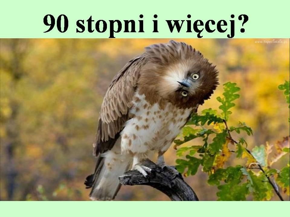 livebirdspoland_3c6f01da58c456234709eaab1b0b6b51.jpg