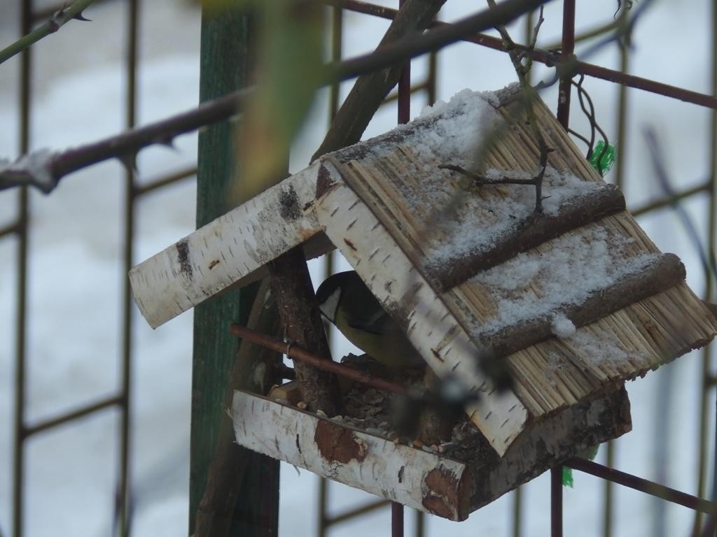 livebirdspoland_31aff72dc22447e572f077333b775b91.jpg