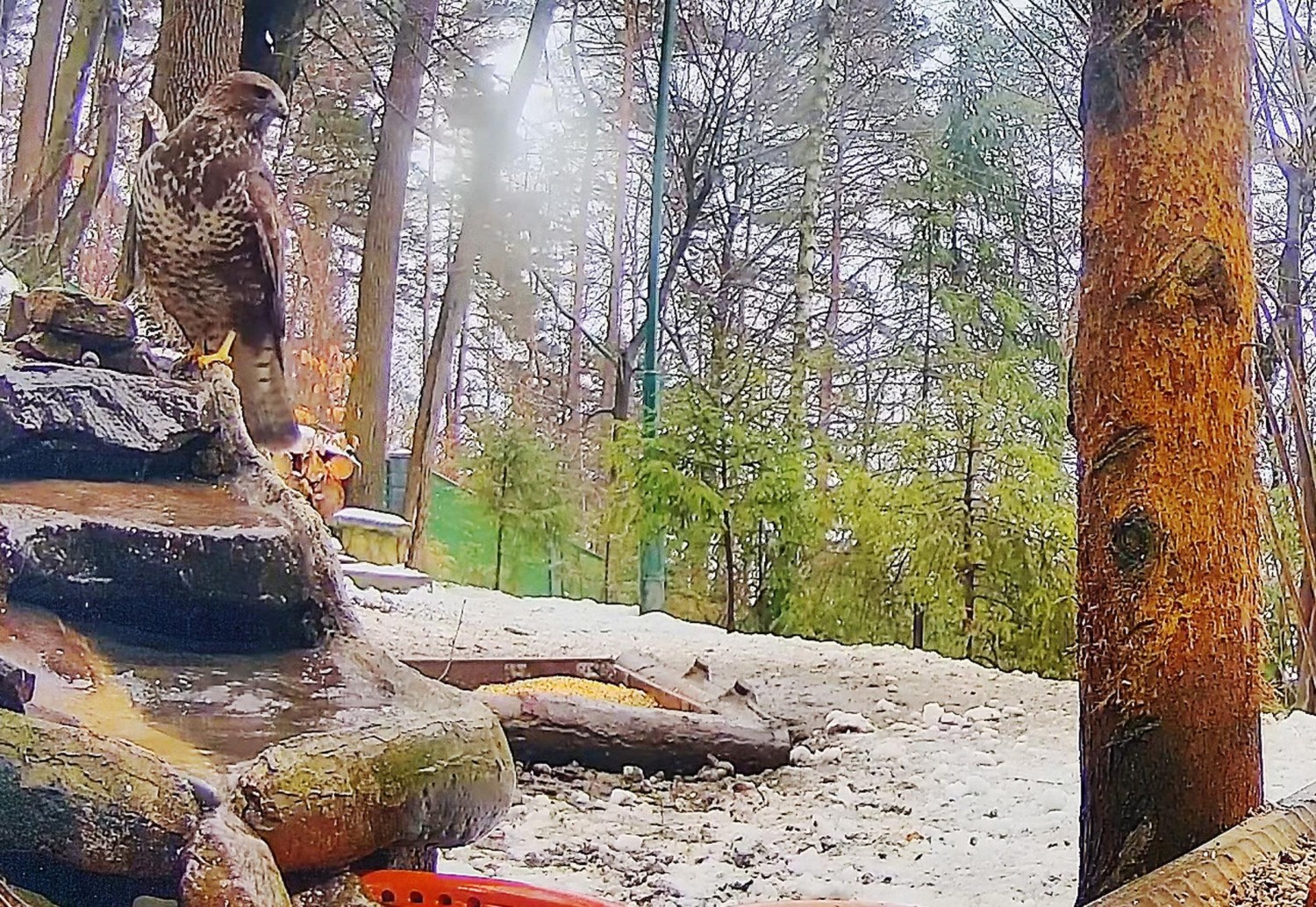 livebirdspoland_d1fc4ac05b17782bde445925c2914583.jpg