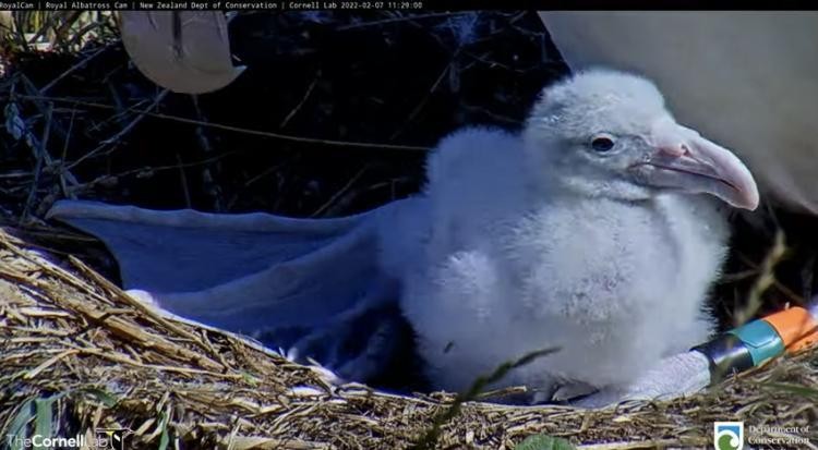 livebirdspoland_864d95978c76ae52eebe1fcfedf1302c.jpg