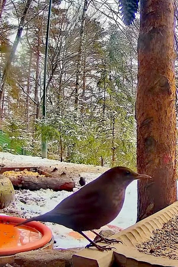 livebirdspoland_f495c209de2baad46deaa9d7e11d2d04.jpg