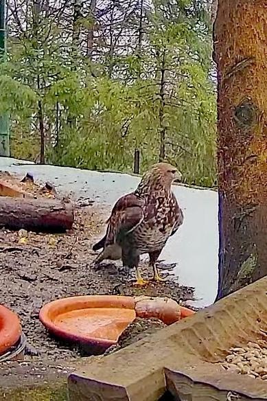 livebirdspoland_3f7a172aa0fa2b4c516efb4f9bd45e2d.jpg