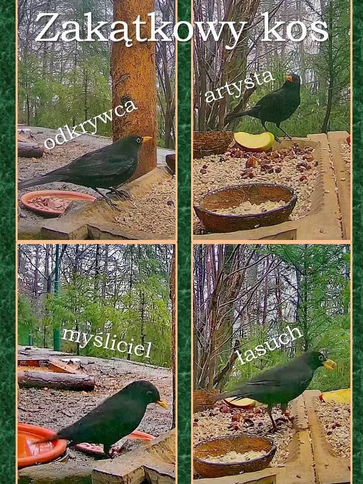 livebirdspoland_5c62b62c46ccf12d8585b4aaf29ed033.jpg