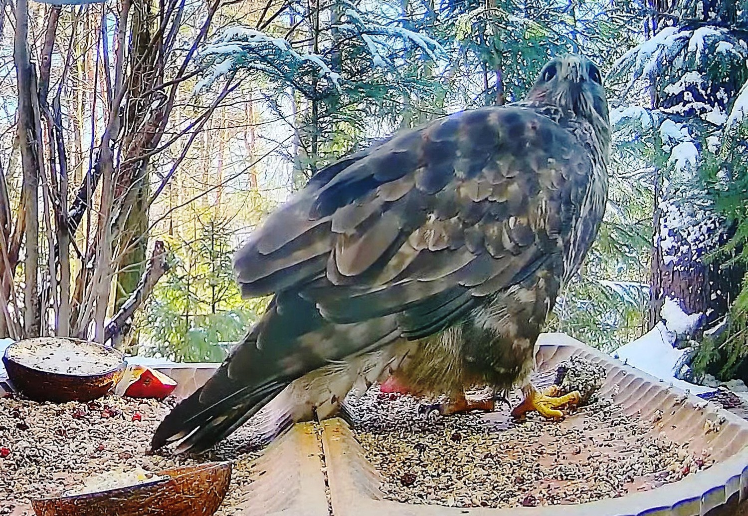 livebirdspoland_e0b08bfae9dadc557b7518a296b94172.jpg