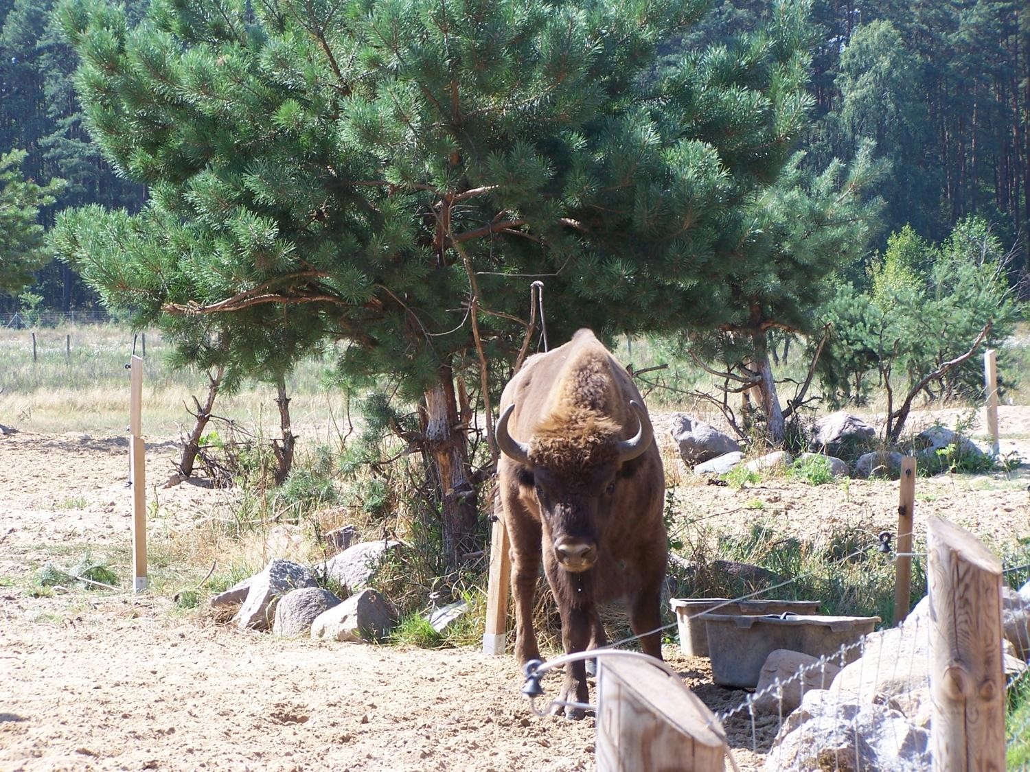 livebirdspoland_41285ae1550fa374528142c538ae98da.jpg