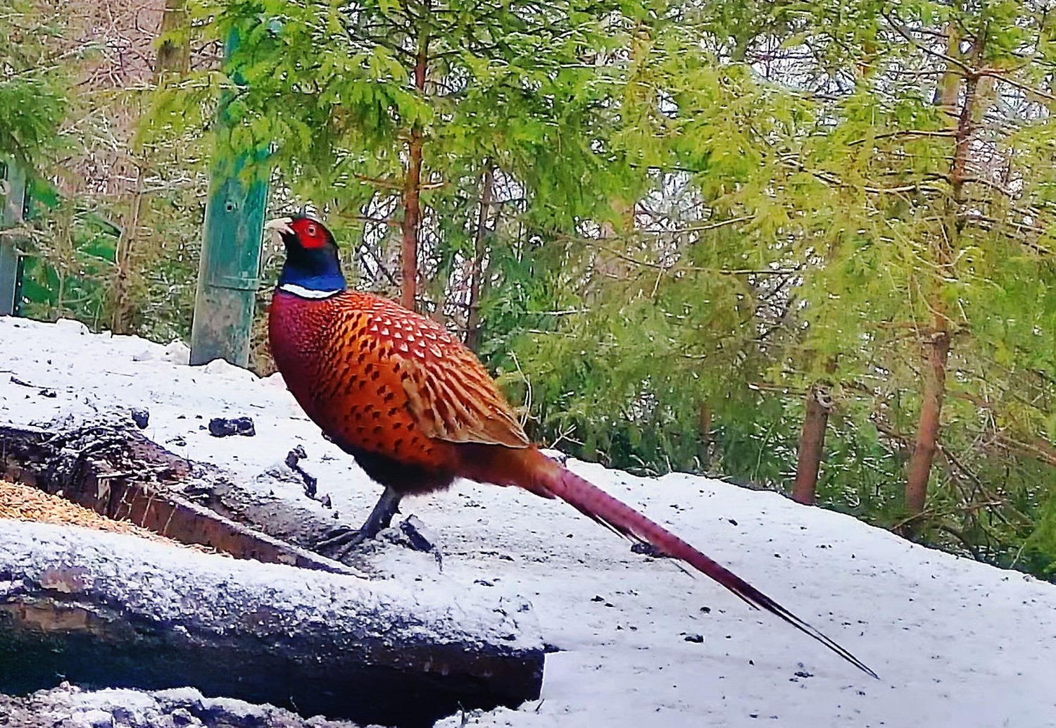 livebirdspoland_01eac92b0f9492bb5bcbe518a7df4d46.jpg