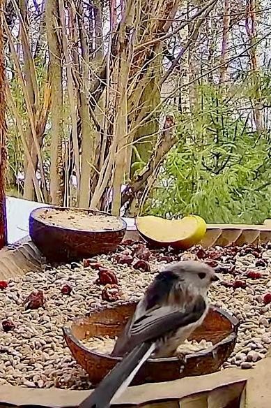 livebirdspoland_0c579ea3258359b5005ccbd6d6507680.jpg