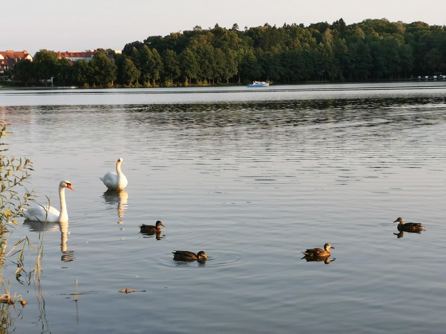 livebirdspoland_e84b7a7d919802ef4071d9cba459904b.jpg