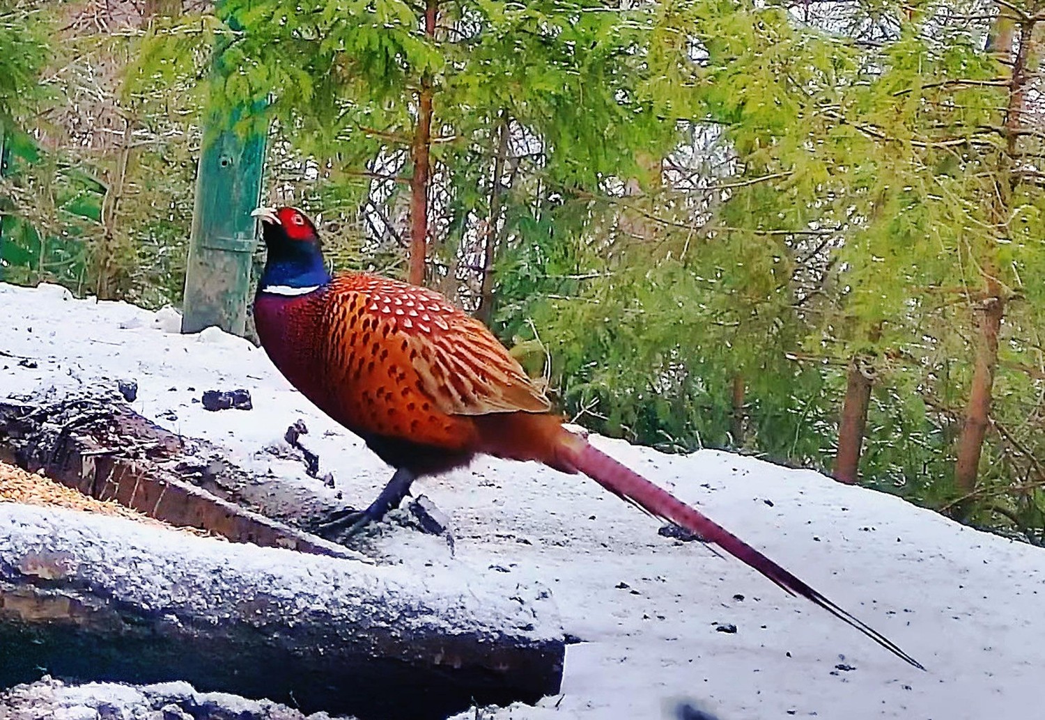 livebirdspoland_5b0101edd67e03f023e087c1e4d75047.jpg