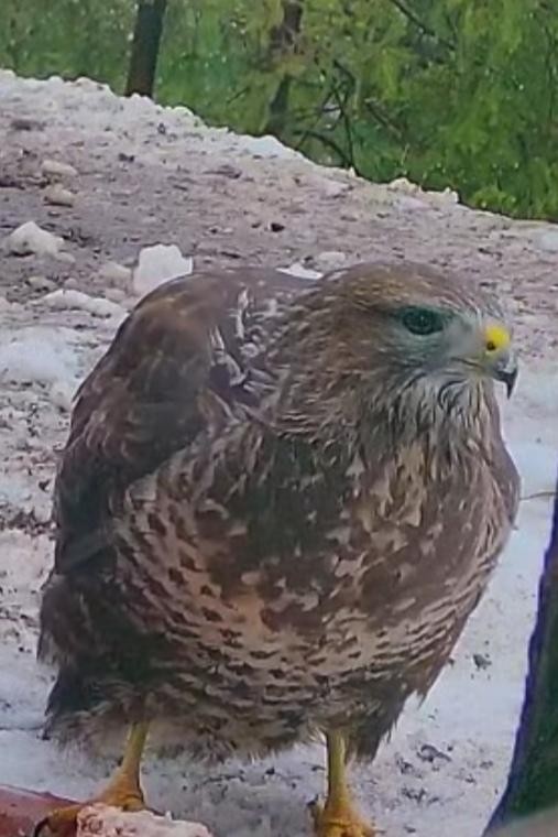 livebirdspoland_cf85538a709e3ca0d98b3600319fc71f.jpg