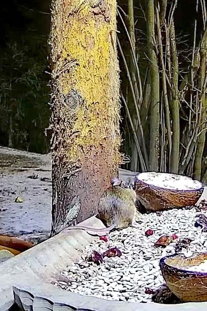 livebirdspoland_c086b84fc37e3029746200c1c0ec6350.jpg