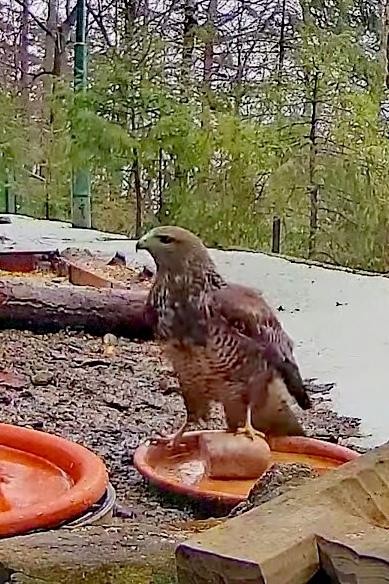livebirdspoland_bb7f5e0cef4c06b6340c43b42613298b.jpg