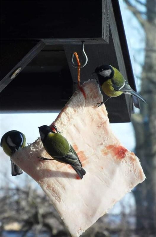 livebirdspoland_b2d29082710130ce2d7d5614e46e0e83.jpg