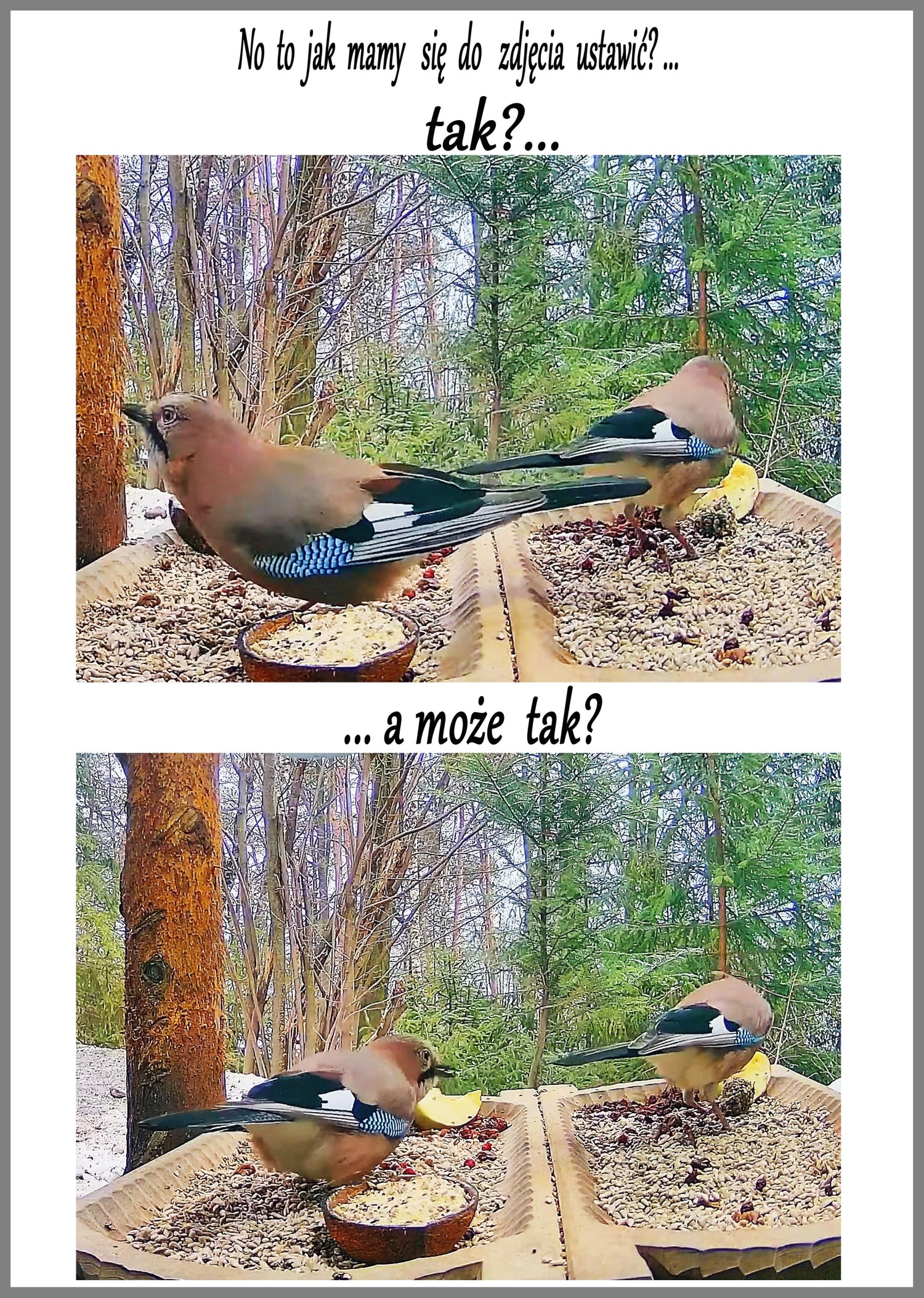livebirdspoland_ac767ae51d89313346435c7df255cb96.jpg