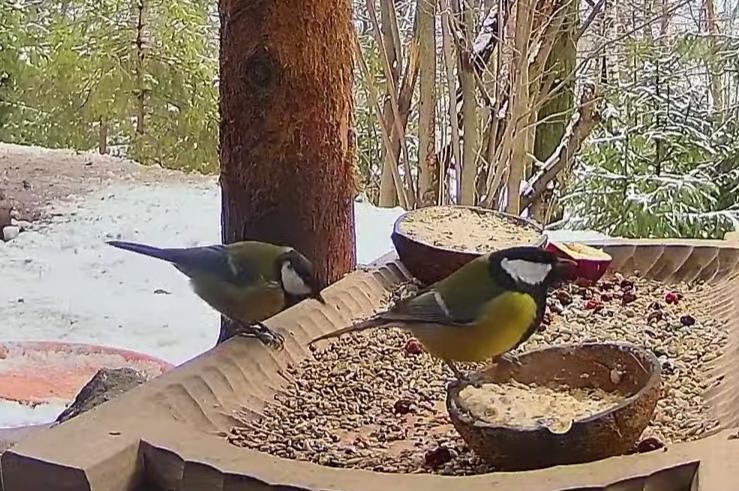 livebirdspoland_c6a0849ce49d87b4c816f2e2450228e3.jpg