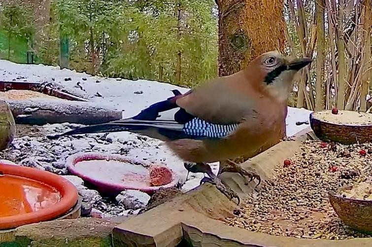 livebirdspoland_646ecc922034ca69d1107650b9e4fac8.jpg