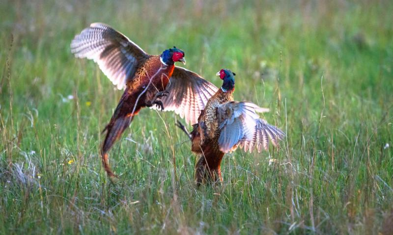 livebirdspoland_d4eb3673c42322ee3649d97505a47882.png