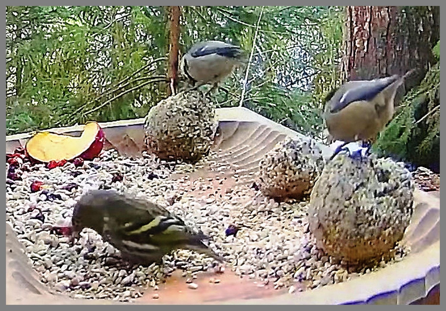 livebirdspoland_7eb313aecdfeb0d57012b0c0cc582928.jpg