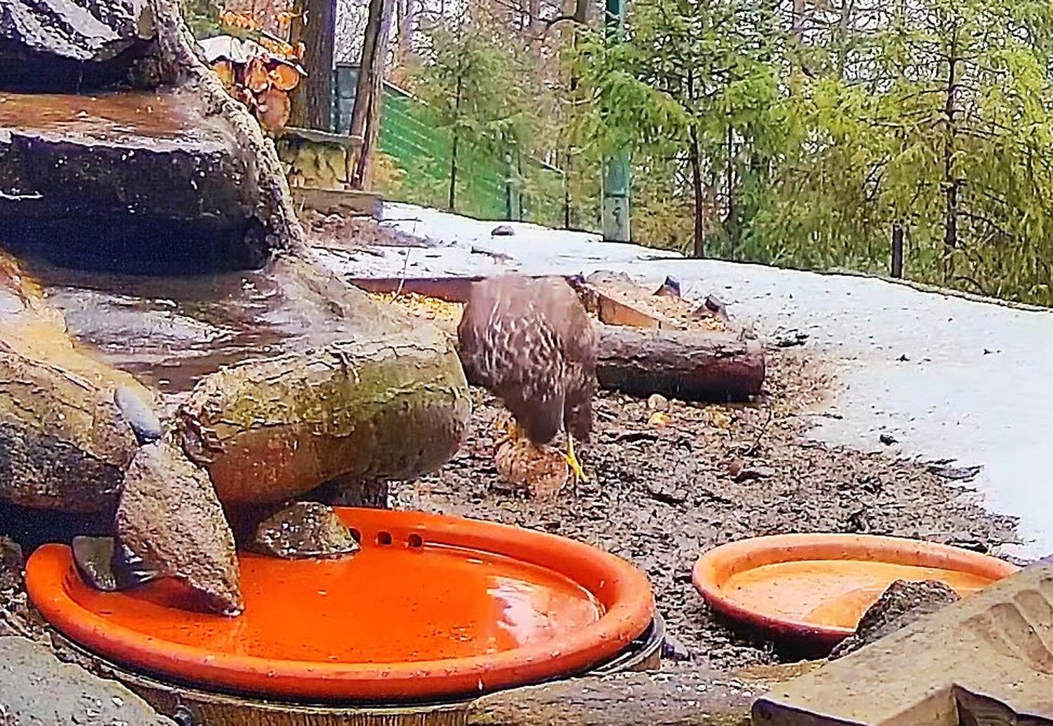 livebirdspoland_f470f71e482460e217882fe4e8662f35.jpg