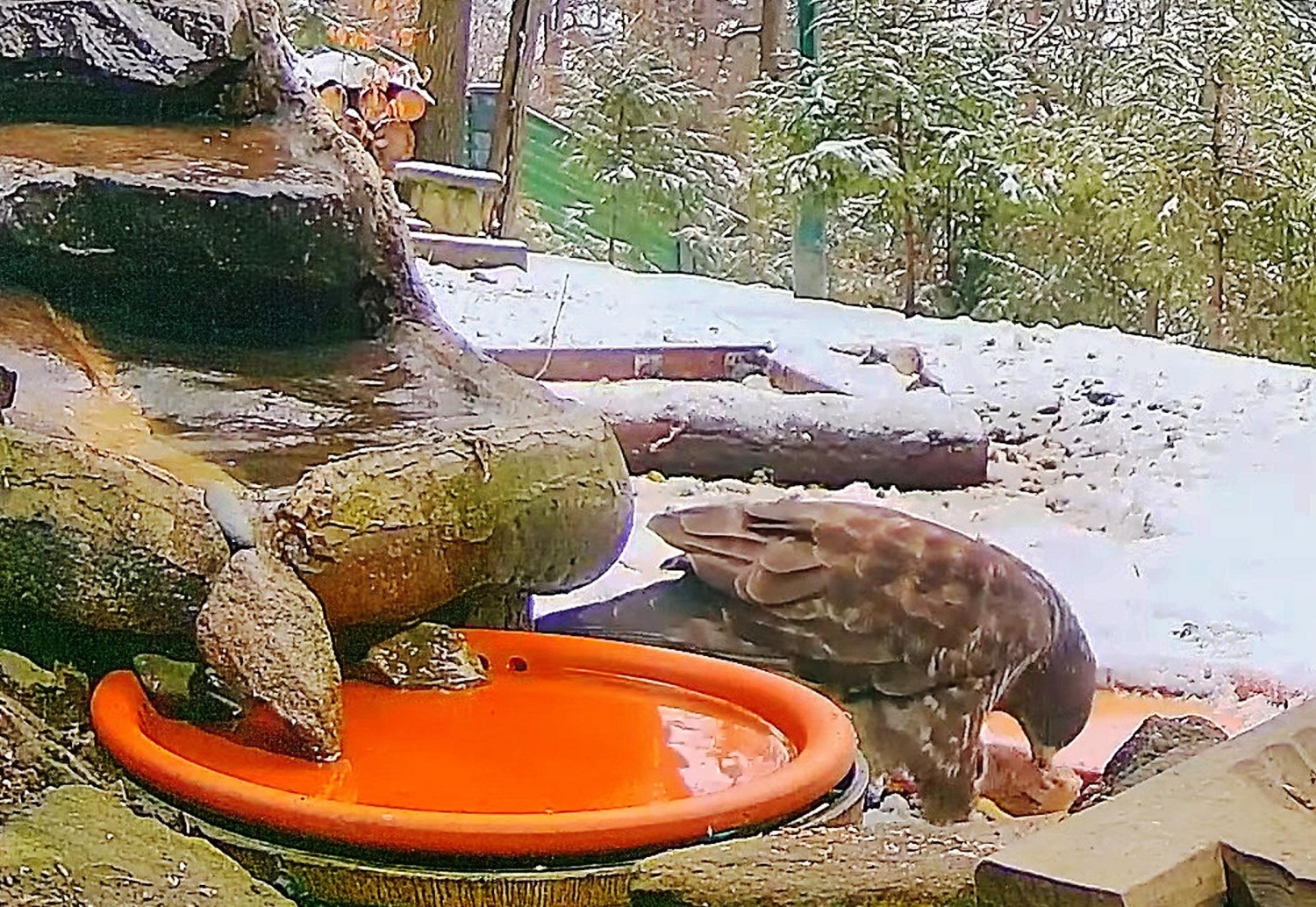 livebirdspoland_c3f4d8680ee444d83b689c004bdbe6d9.jpg