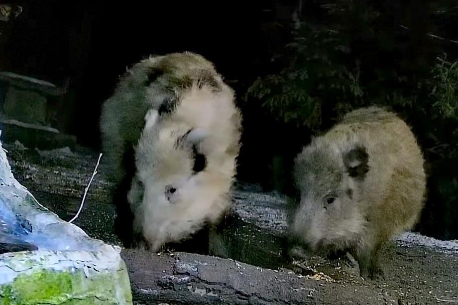 livebirdspoland_7ad4d1b48d8cdaa43e706f5218207737.jpg