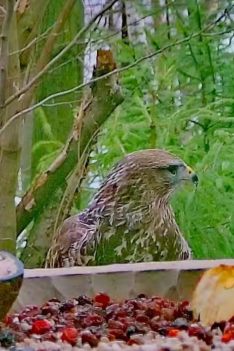 livebirdspoland_11e13f53c26764740da4f6f0e2d4fda5.jpg