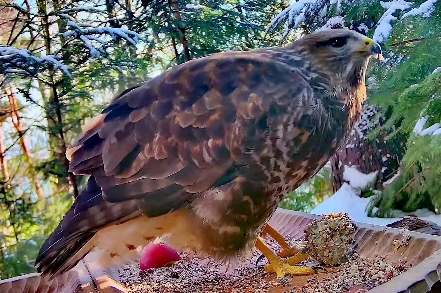 livebirdspoland_71e5343de81232b663677f718cda0a57.jpg