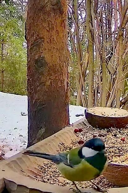 livebirdspoland_3fd0d9753711d41890e415b7638449a8.jpg