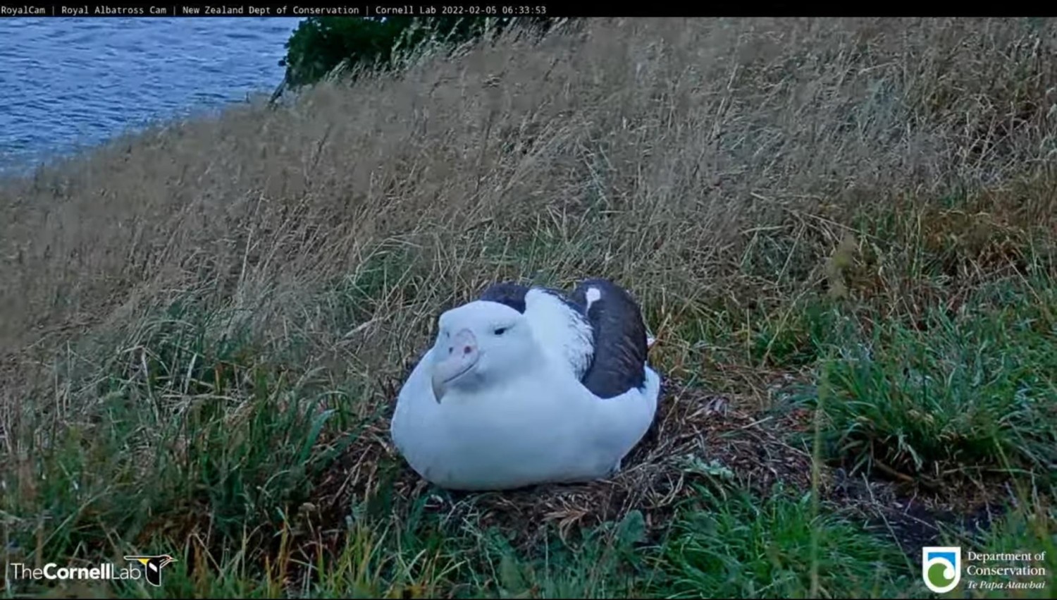 livebirdspoland_7bcb73aafced7783fc9e4b96b6e600bc.jpg