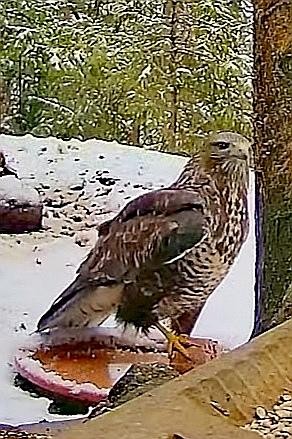 livebirdspoland_ecac218dc1cbcac4bca9d4630389bdc3.jpg