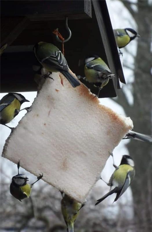 livebirdspoland_0c92b42cf3ab71a7b4b360ee7765d81e.jpg