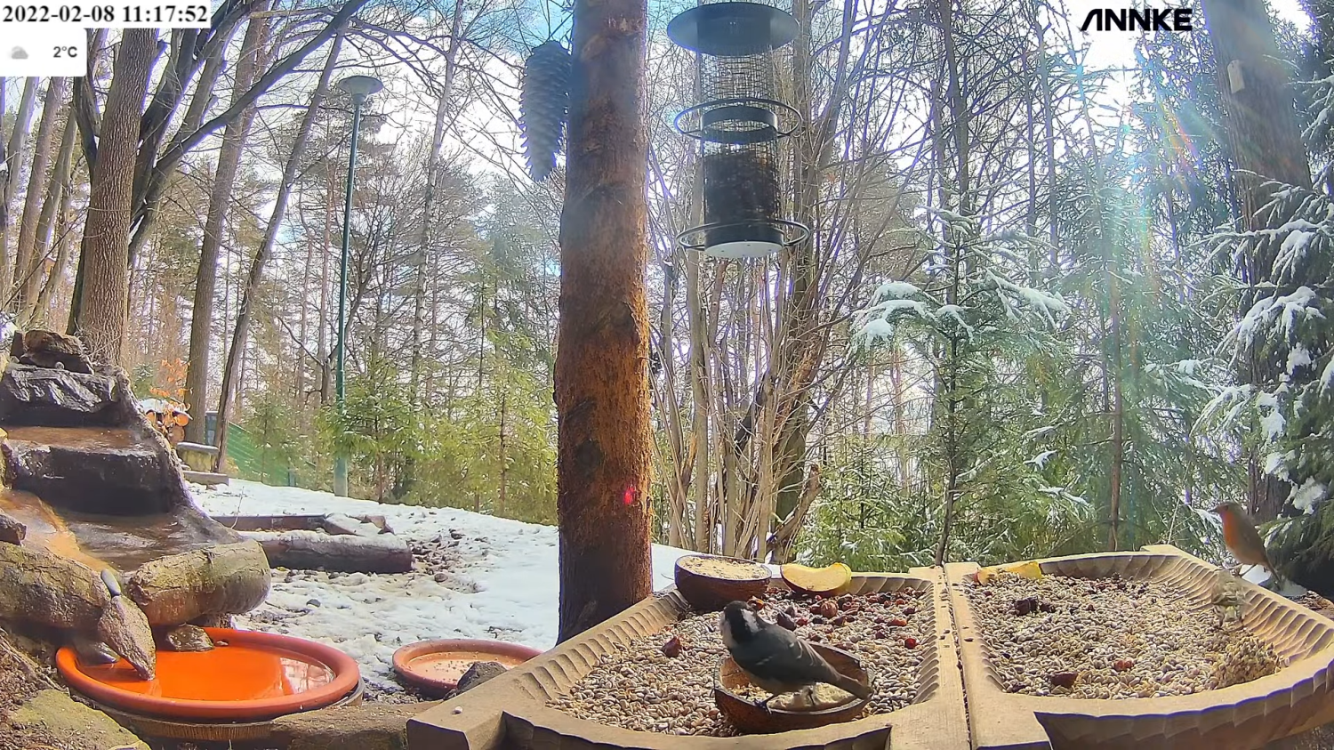 livebirdspoland_9d8902320dd09c66a517735b7f3cae8d.png