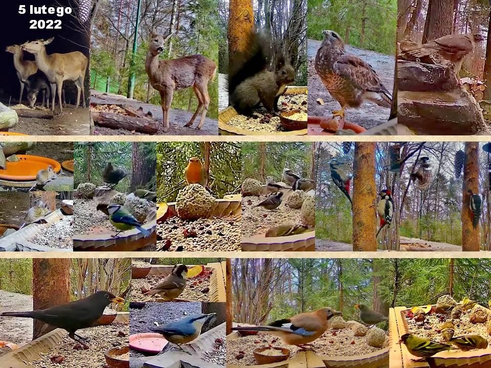 livebirdspoland_088aac535ca6a0b2d30aa24bc748774e.jpg