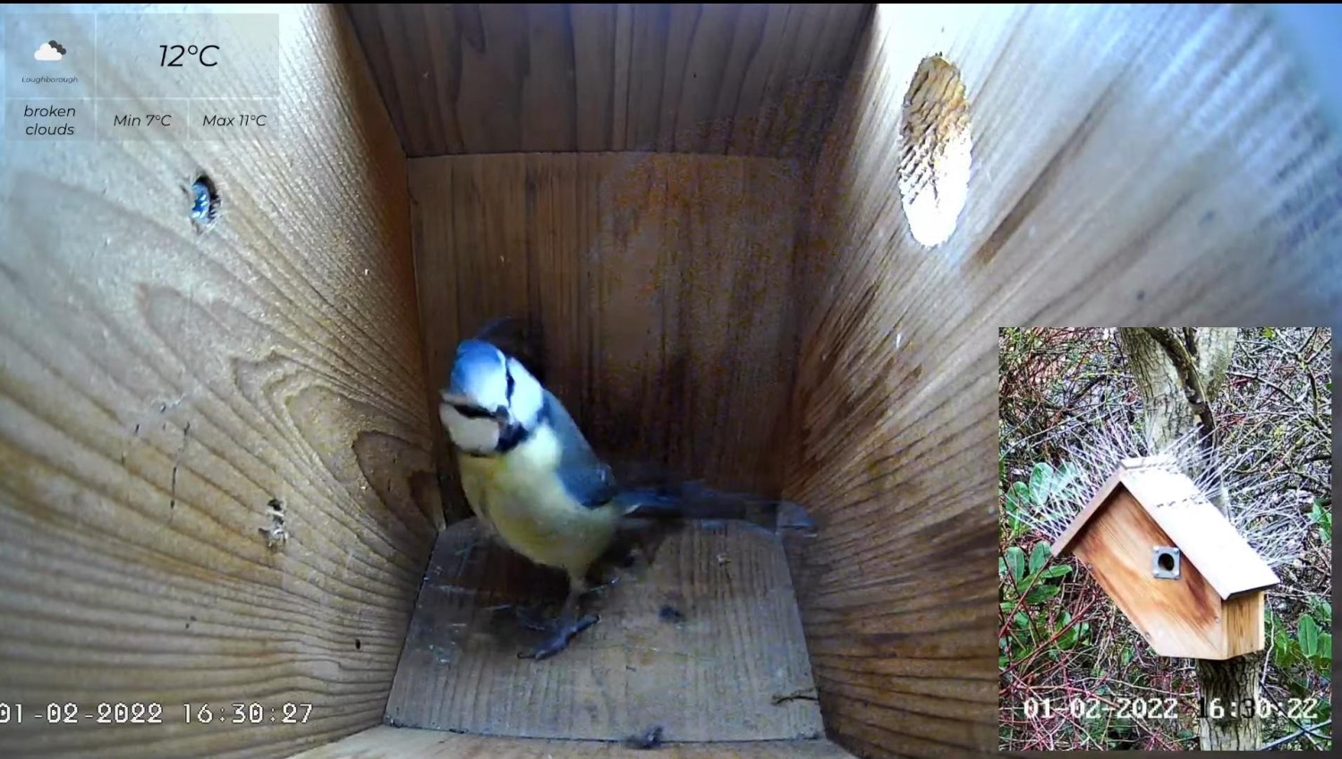 livebirdspoland_6dd7dfcb0bac9158ec92a84f4b5f4216.jpg
