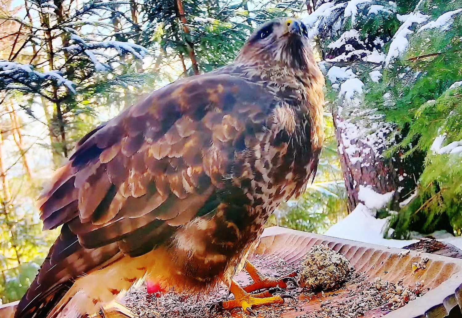 livebirdspoland_ea435d62c374b631660d365d14ec6e6a.jpg