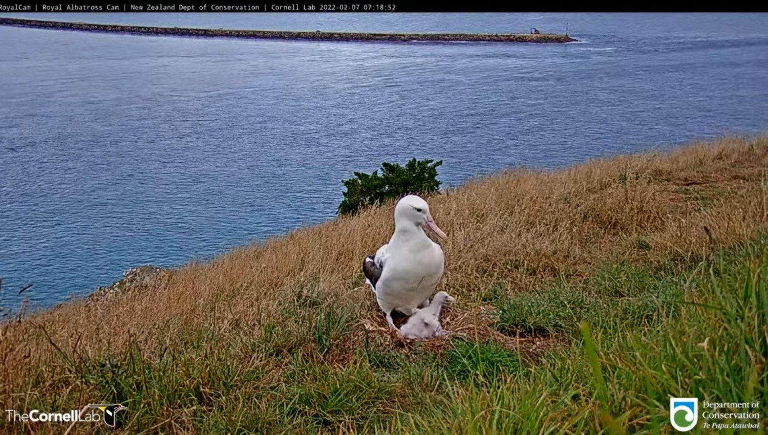 livebirdspoland_96612555566e8b7bd9155cd2e78df164.jpg