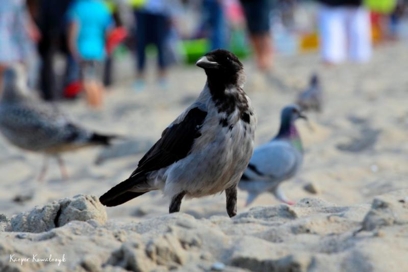 livebirdspoland_9c75300344c1e07c2f9fd5f4d86715de.png