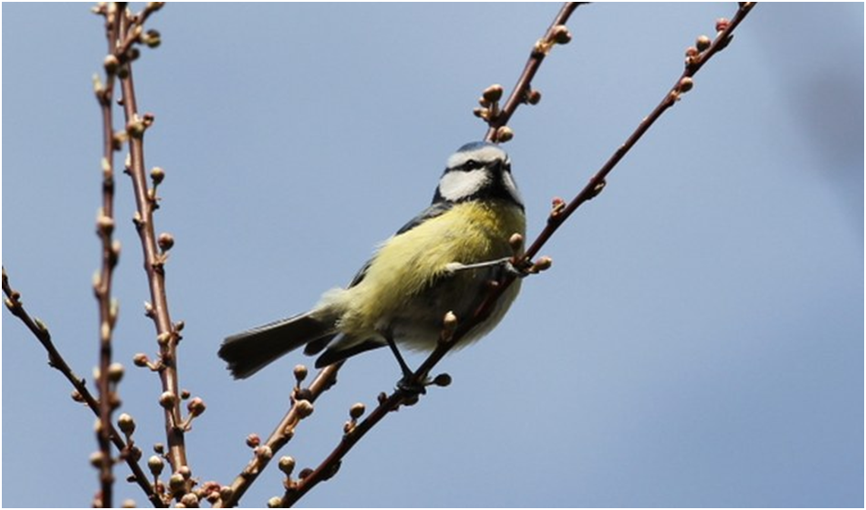 livebirdspoland_0b86841a5929015a63fb128a276892af.png