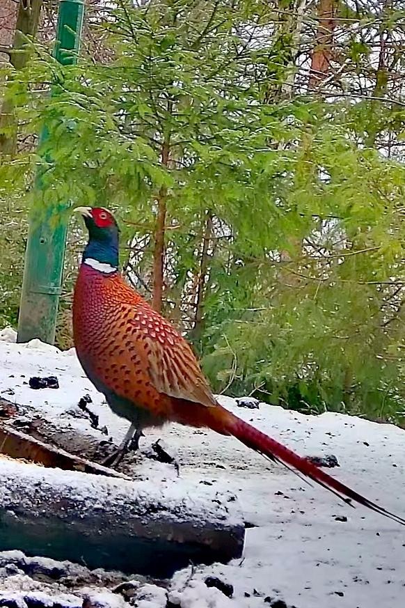 livebirdspoland_a0d59647dc06e4fba0ff9e1fa4c28984.jpg