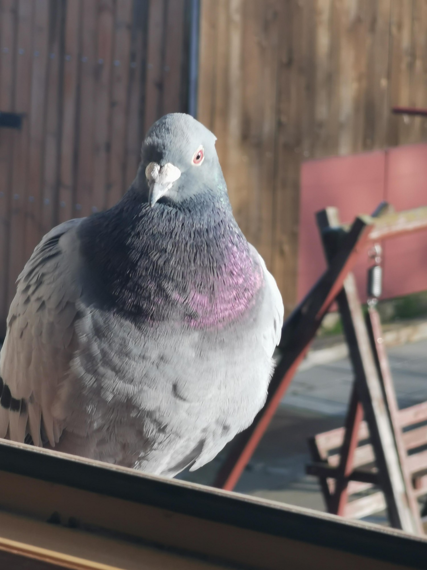 livebirdspoland_ef8ba7aae97b76e5e9ae0fb6488e6fef.jpg
