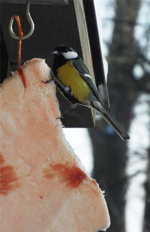 livebirdspoland_4da0472c588fa6a061360b3dbbcfa017.jpg