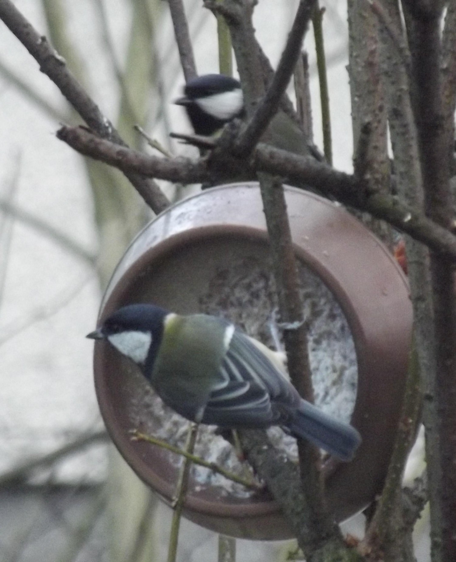 livebirdspoland_eaaa221696ef712010fe431626ea2d90.jpg