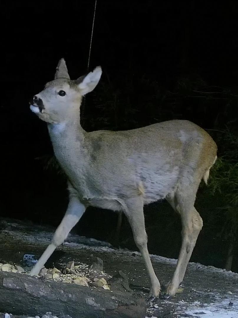 livebirdspoland_1fe9d23cfb95f75bf5ebac975b94f893.jpg