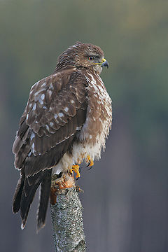 livebirdspoland_4b6e3f03b91803a2d5683338051b34e4.png