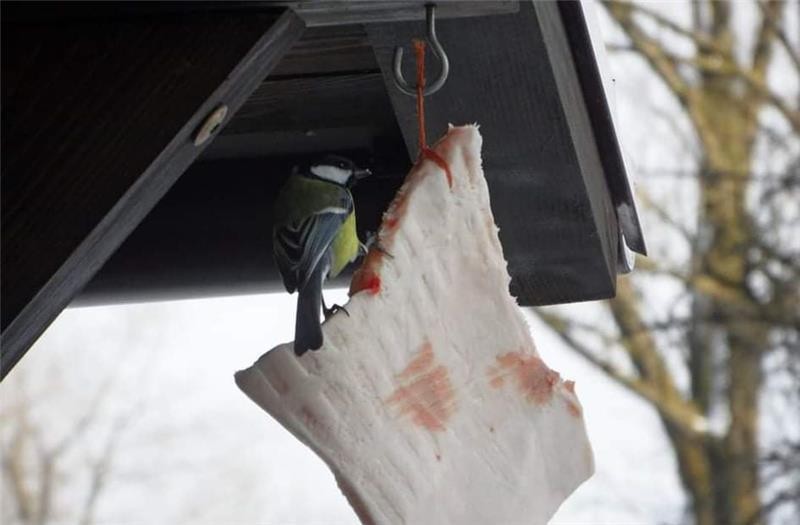 livebirdspoland_78faf220635c6d7ab129ac89dfe68211.jpg
