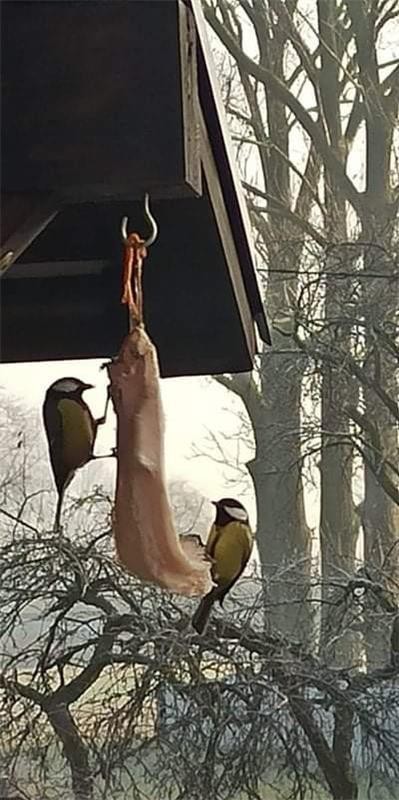 livebirdspoland_76483a8e09bd6d961e3d4f060a6c547f.jpg