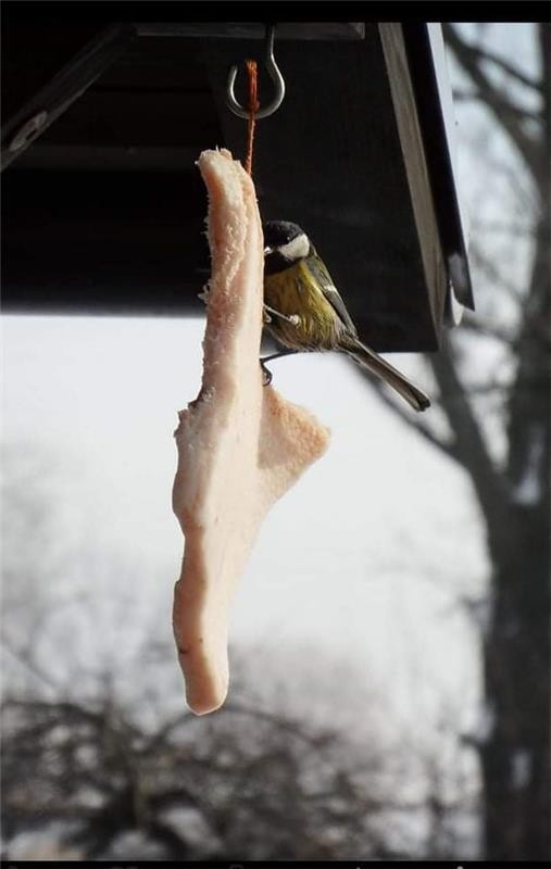 livebirdspoland_7bf582b9cabcb534bd22a987019b7c60.jpg
